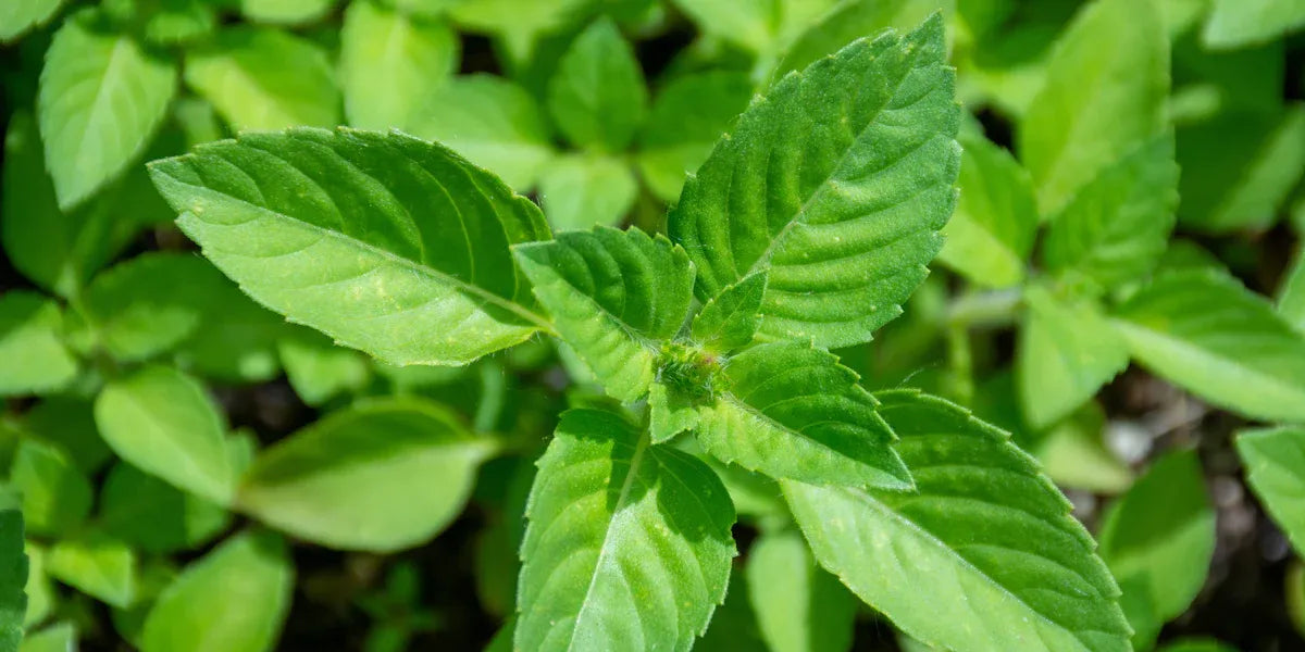 Extrait de Basilic Sacré (Tulsi)
